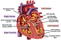 Apollo Specialty Hospital, Apollo Specialty Cancer Hospital