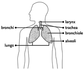 Lung Cancer, Lung Cancer Treatment India, Lung Cancer Symptoms India