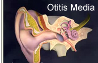 Site Of Incision In Myringotomy