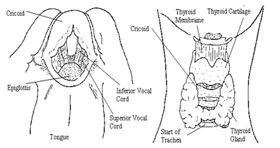 Laryngoscope Surgery, Laryngoscope, Laryngoscope Surgery India