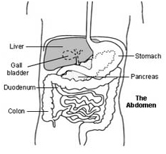 Abdominal - Perineal Resection Of Rectum Surgery India, Cost Abdominal - Perineal Resection Of Rectum Surgery India