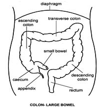 Abdomino Perineal Resection Surgery India offers info on Cost Abdominal-Perineal Surgery India, Cost Abdominal - Perineal Resection Of Rectum Surgery India