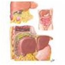 Abscess - Subphrenic Surgery India offers info on Cost Abscess - Subphrenic Surgery India