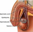 Epididymal Cyst Removal Surgery offers info on Epididymal Cyst Removal India, Epididymal Cyst Removal Surgery India