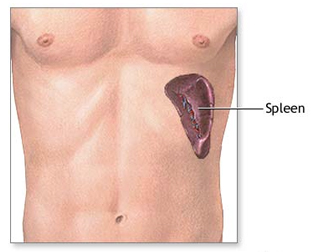 Spleen Removal Splenectomy Surgery offers info on Spleen Removal India, Splenectomy Surgery India, Spleen Removal Surgery India