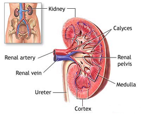 Kidney Surgery offers info on Kidney India, Laparoscopic Kidney Surgery India, Kidney Cancer Treatment India