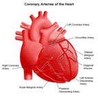 Coronary Artery Bypass Surgery