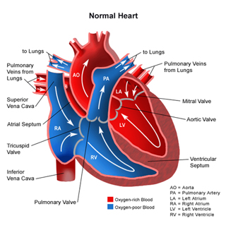 Pediatric Heart Surgery, Atrial Septal Defect Surgery India