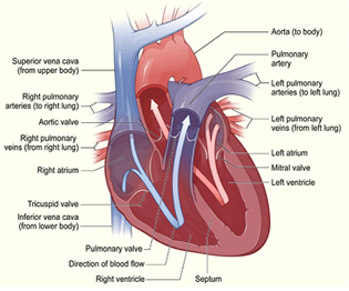 Pediatric Surgery India, Pediatric Closure Device Surgery, Pediatric Surgery