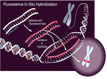 FISH Fluorescent In Situ Hybridization India,India FISH Technic Expert