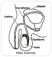 Testicular Sperm Extraction Treatment, Testicular Sperm Extraction