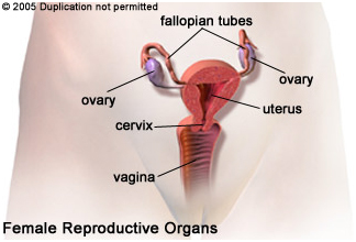 Tubal Ligation Reversal  International Patient Experience India, Tubal Ligation Reversal  Surgeons India