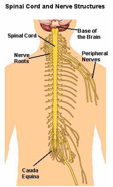 Foraminotomy Surgery, Neuroforamen, Posterior Cervical Foraminotomy,L4 Foraminotomy