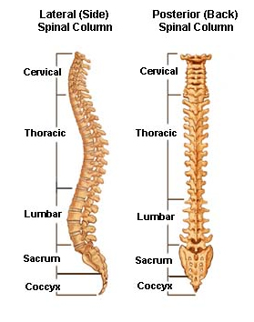 Laminectomy, Laminoplasty, Lumbar Laminectomy Surgical Procedure, Back Surgery