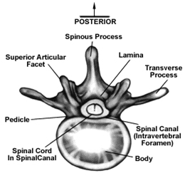 Spine Treatment India, India Spine Anatomy, Spine