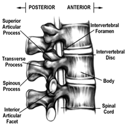 India Spine Anatomy, India General Spinal Anatomy, Cervical, The Thoracic