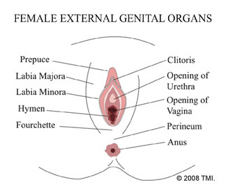 Vaginoplasty Surgery, Vaginoplasty, Vaginal Rejuvenation, Vaginoplasty Surgery India