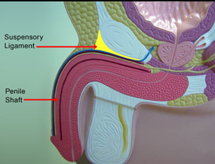 Penis Lengthening Enlargement Surgery, Penis Enlargement Surgery