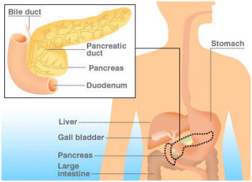 Cancer Pancreas offers info on Cancer Pancreas Treatment India, Pancreas Care Surgeon India, Pancreas India