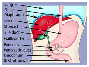 Cholecystectomy Surgery offers info on Cholecystectomy India, Laparoscopic Cholecystectomy India, Cholecystectomy Surgery   India