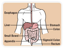 Endoscopic Retrograde Cholangiopancreatography offers info on ERCP India, Endoscopy India