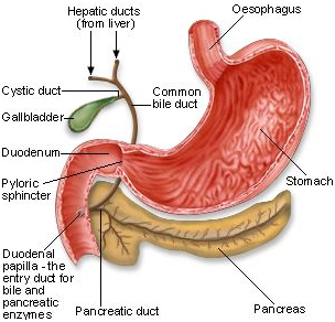 Fluoroscopy India, Retrograde India, Cholangiopancreatography India