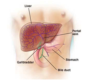 Liver India, Liver Disease India, Liver Transplant   India, Liver Cancer India, Liver Treatment India