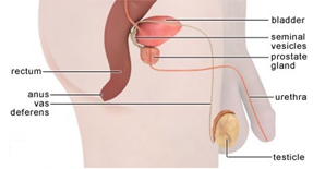 Vasectomy Reversal Surgery offers info on Reverse Vasectomy India, Vasectomy Reversal India, Vasectomy Reversal Surgery India