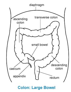 Anterior Resection Rectum India, Anterior Resection Rectum Surgery India