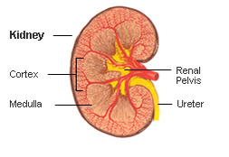 Nephrectomy Kidney Removal Surgery India Offers info on Nephrectomy Specialist India, Nephrectomy - Kidney removal Surgery India