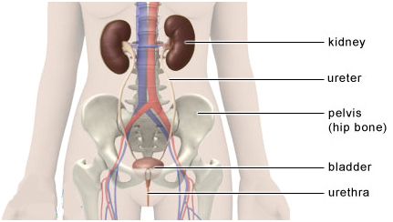 Pyelonephritis Treatment India Offers info on Cost Pyelonephritis Treatment Hospital India, Pyelonephritis Treatment India