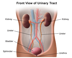 Surgery India Retrograde Pyelogram Offers info on Best Surgery India Retrograde Pyelogram Price-New Delhi India, Mumbai India