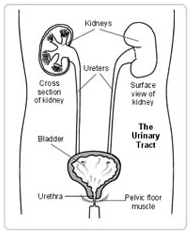 Ureterolithotomy Dormia Basket Surgery India Offers info on Cost Ureterolithotomy India