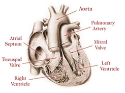 Neonatal India, Neonatal Surgery Hospital India, India Neonatal Surgery Hospitals India, Neonatal Treatments India