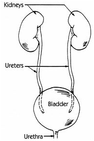 Internal Urethrotomy India Surgery offers info on Cost Internal Urethrotomy Surgery India, Internal Urethrotomy Surgery India