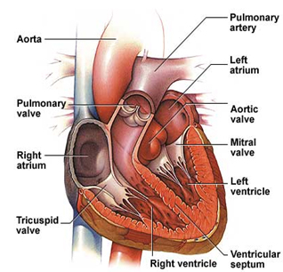 Embolus India, Blood Clot offers info on Deep Vein Thrombosis India, DVT India