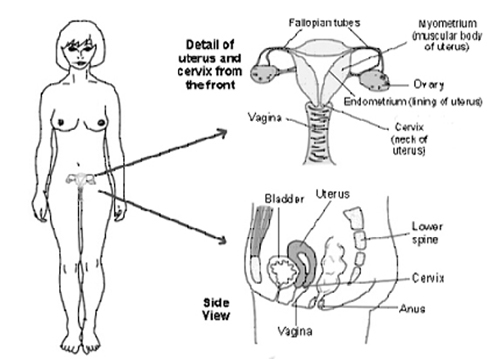 Endometrial Cancer India, Endometrium, Uterus Cancer India