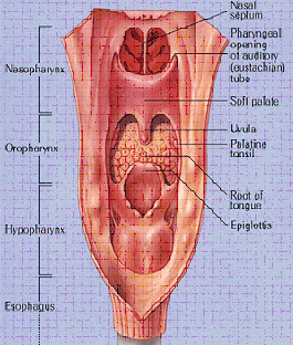 Head And Neck Cancer Treatment India, Head And Neck Cancer India, Treatment Options India, Head India