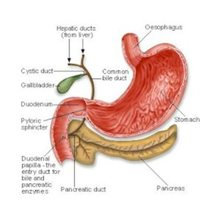 Pancreatic Cancer, Pancreatic Cancer Treatment India, Pancreatic Cancer Research India