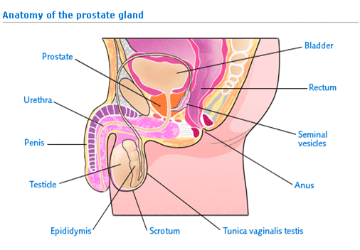 Prostate Cancer, Prostate Cancer Treatment India, Prostate Cancer Symptoms India