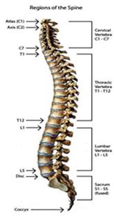 Back Pain Surgery India, Spinal Pain, Back Strain, Spinal Stenosis, Information On Back Pain