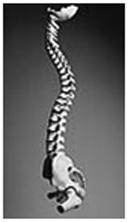 India Spine Anatomy, Spine