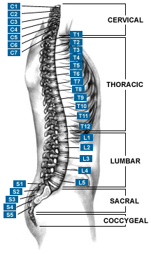 Spine Treatment India, Spine, India General Spinal Anatomy