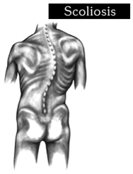 Spine Treatment India, The Thoracic, And The Lumbar Spine