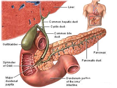 Gall Bladder Diseases offers info on Gall Bladder Diseases Treatment India, Gall Bladder Disease India