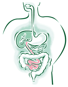 Diseases of the Small Intestine offers info on Diseases of the Small Intestine Treatment India