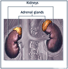 Laparoscopic Adrenalectomy Surgery India offers info on Cost Adrenalectomy Surgery India, Laparoscopic Adrenalectomy India, Gall Bladder Removal India