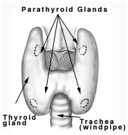 Thyroidectomy Surgery offers info on Thyroid Disease India, Thyroidectomy Cancer India