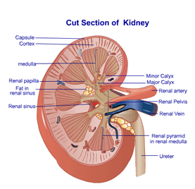 Renal Failure Treatment India Offers info on Cost Renal Failure Surgery Hospital IND India