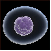 Stem Cell Treatment India offers info on India Stem Cell Treatment India, Low Cost Stem Cell Treatment India